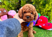 Dark brown toy poodle yavru